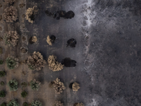 A drone image shows a view of the burned areas of land between the Dadia forest and the villages of Kirkis and Sykorrachis, Alexandroupolis,...