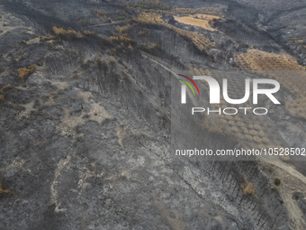 A drone image shows a view of the burned areas of land between the Dadia forest and the villages of Kirkis and Sykorrachis, Alexandroupolis,...