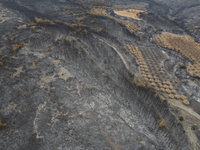 A drone image shows a view of the burned areas of land between the Dadia forest and the villages of Kirkis and Sykorrachis, Alexandroupolis,...