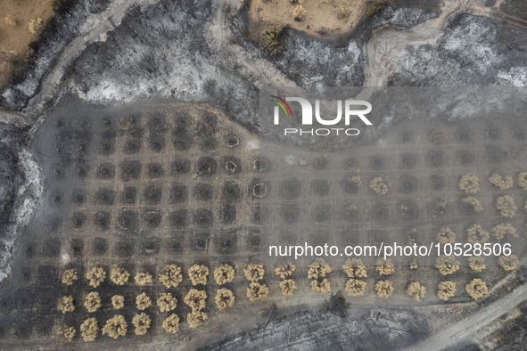 A drone image shows a view of the burned areas of land between the Dadia forest and the villages of Kirkis and Sykorrachis, Alexandroupolis,...