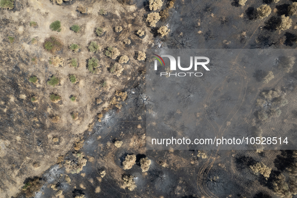 A drone image shows a view of the burned areas of land between the Dadia forest and the villages of Kirkis and Sykorrachis, Alexandroupolis,...