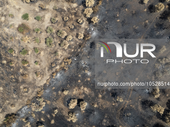 A drone image shows a view of the burned areas of land between the Dadia forest and the villages of Kirkis and Sykorrachis, Alexandroupolis,...