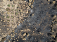 A drone image shows a view of the burned areas of land between the Dadia forest and the villages of Kirkis and Sykorrachis, Alexandroupolis,...