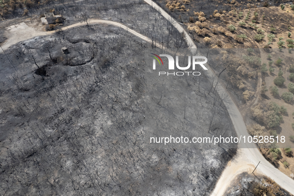 A drone image shows a view of the burned areas of land between the Dadia forest and the villages of Kirkis and Sykorrachis, Alexandroupolis,...