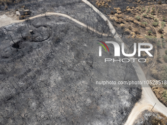 A drone image shows a view of the burned areas of land between the Dadia forest and the villages of Kirkis and Sykorrachis, Alexandroupolis,...