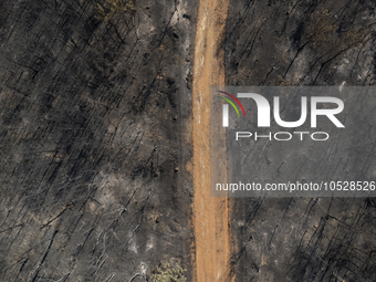 A drone image shows a view of the burned areas of land between the Dadia forest and the villages of Kirkis and Sykorrachis, Alexandroupolis,...