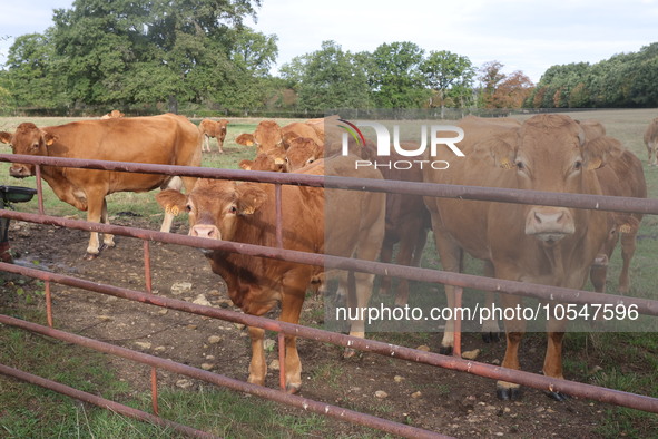 Here pictures of Cows at Premery center in France. The first cases in France of epizootic hemorrhagic disease (EMD), affecting deer and catt...