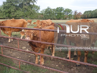 Here pictures of Cows at Premery center in France. The first cases in France of epizootic hemorrhagic disease (EMD), affecting deer and catt...