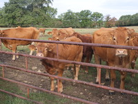 Here pictures of Cows at Premery center in France. The first cases in France of epizootic hemorrhagic disease (EMD), affecting deer and catt...