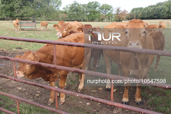 Here pictures of Cows at Premery center in France. The first cases in France of epizootic hemorrhagic disease (EMD), affecting deer and catt...