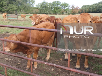 Here pictures of Cows at Premery center in France. The first cases in France of epizootic hemorrhagic disease (EMD), affecting deer and catt...