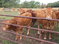 Here pictures of Cows at Premery center in France. The first cases in France of epizootic hemorrhagic disease (EMD), affecting deer and catt...