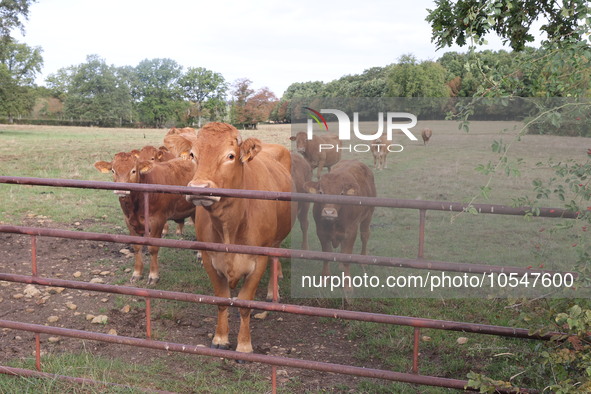 Here pictures of Cows at Premery center in France. The first cases in France of epizootic hemorrhagic disease (EMD), affecting deer and catt...