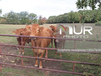 Here pictures of Cows at Premery center in France. The first cases in France of epizootic hemorrhagic disease (EMD), affecting deer and catt...