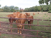 Here pictures of Cows at Premery center in France. The first cases in France of epizootic hemorrhagic disease (EMD), affecting deer and catt...