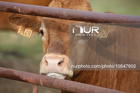 Here pictures of Cows at Premery center in France. The first cases in France of epizootic hemorrhagic disease (EMD), affecting deer and catt...