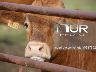 Here pictures of Cows at Premery center in France. The first cases in France of epizootic hemorrhagic disease (EMD), affecting deer and catt...