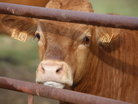 Here pictures of Cows at Premery center in France. The first cases in France of epizootic hemorrhagic disease (EMD), affecting deer and catt...