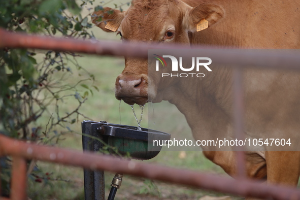 Here pictures of Cows at Premery center in France. The first cases in France of epizootic hemorrhagic disease (EMD), affecting deer and catt...