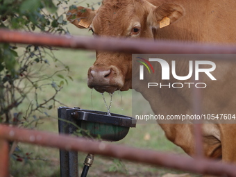 Here pictures of Cows at Premery center in France. The first cases in France of epizootic hemorrhagic disease (EMD), affecting deer and catt...