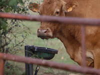 Here pictures of Cows at Premery center in France. The first cases in France of epizootic hemorrhagic disease (EMD), affecting deer and catt...