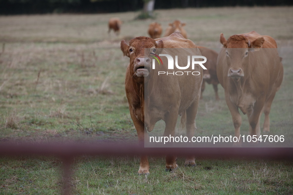 Here pictures of Cows at Premery center in France. The first cases in France of epizootic hemorrhagic disease (EMD), affecting deer and catt...