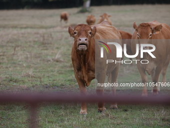 Here pictures of Cows at Premery center in France. The first cases in France of epizootic hemorrhagic disease (EMD), affecting deer and catt...