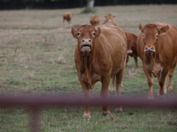 Here pictures of Cows at Premery center in France. The first cases in France of epizootic hemorrhagic disease (EMD), affecting deer and catt...