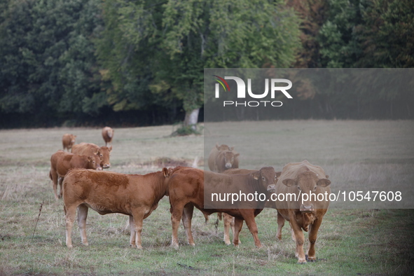 Here pictures of Cows at Premery center in France. The first cases in France of epizootic hemorrhagic disease (EMD), affecting deer and catt...