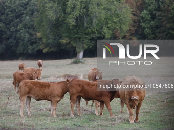 Here pictures of Cows at Premery center in France. The first cases in France of epizootic hemorrhagic disease (EMD), affecting deer and catt...