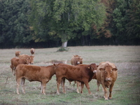 Here pictures of Cows at Premery center in France. The first cases in France of epizootic hemorrhagic disease (EMD), affecting deer and catt...