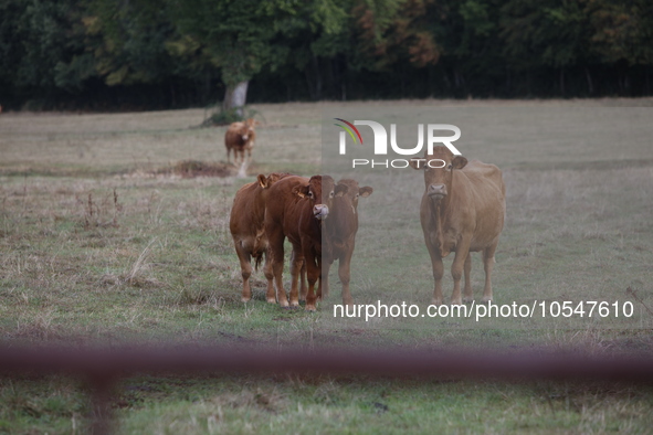 Here pictures of Cows at Premery center in France. The first cases in France of epizootic hemorrhagic disease (EMD), affecting deer and catt...