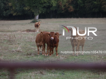 Here pictures of Cows at Premery center in France. The first cases in France of epizootic hemorrhagic disease (EMD), affecting deer and catt...