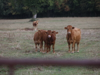 Here pictures of Cows at Premery center in France. The first cases in France of epizootic hemorrhagic disease (EMD), affecting deer and catt...