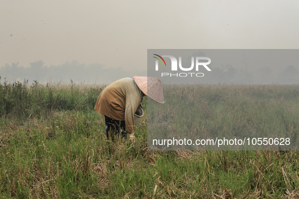 A farmer in Soak Batok Village, North Indralaya District, Ogan Ilir Regency, South Sumatra was harvesting rice when a forest and land fire o...