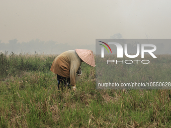 A farmer in Soak Batok Village, North Indralaya District, Ogan Ilir Regency, South Sumatra was harvesting rice when a forest and land fire o...