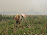 A farmer in Soak Batok Village, North Indralaya District, Ogan Ilir Regency, South Sumatra was harvesting rice when a forest and land fire o...