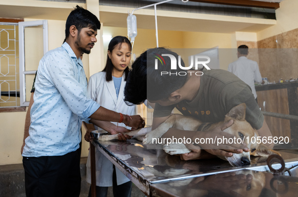 A doctor administered Anti-Rabies Vaccine (ARV) at a Govt. veterinary hospital, during a free anti rabies vaccination drive, on the occasion...