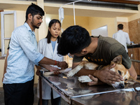 A doctor administered Anti-Rabies Vaccine (ARV) at a Govt. veterinary hospital, during a free anti rabies vaccination drive, on the occasion...