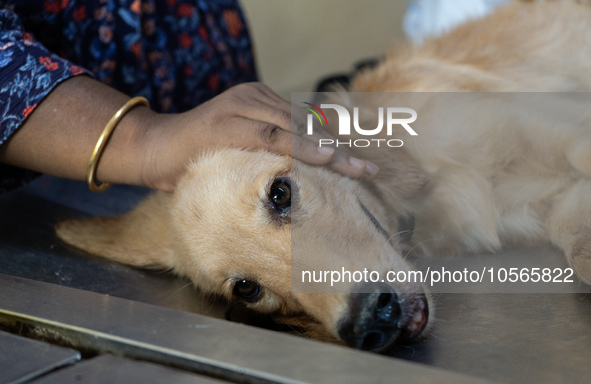 A person with her dog arrives to administere Anti-Rabies Vaccine (ARV) at a Govt. veterinary hospital, during a free anti rabies vaccination...