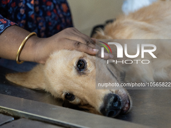 A person with her dog arrives to administere Anti-Rabies Vaccine (ARV) at a Govt. veterinary hospital, during a free anti rabies vaccination...