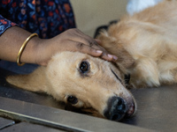 A person with her dog arrives to administere Anti-Rabies Vaccine (ARV) at a Govt. veterinary hospital, during a free anti rabies vaccination...