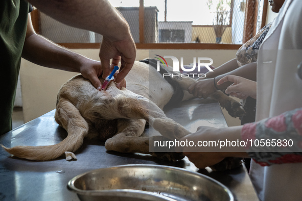 A doctor administered Anti-Rabies Vaccine (ARV) at a Govt. veterinary hospital, during a free anti rabies vaccination drive, on the occasion...