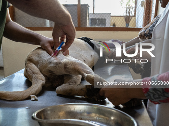 A doctor administered Anti-Rabies Vaccine (ARV) at a Govt. veterinary hospital, during a free anti rabies vaccination drive, on the occasion...