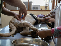 A doctor administered Anti-Rabies Vaccine (ARV) at a Govt. veterinary hospital, during a free anti rabies vaccination drive, on the occasion...