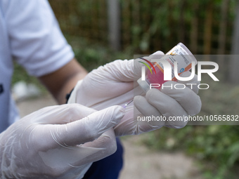 A volunteers of Pet Love Foundation prepare a dose of Anti-Rabies Vaccine (ARV) to administer street dogs during a special campaign on the o...