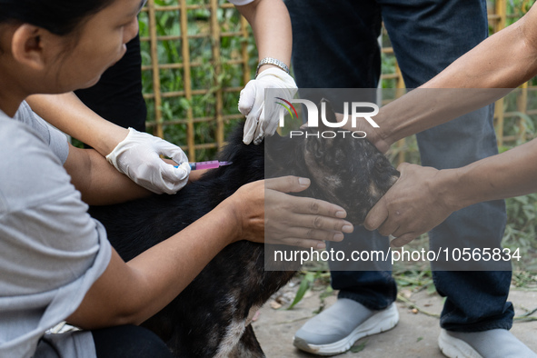 Volunteers of Pet Love Foundation administrate the Anti-Rabies Vaccine (ARV) to street dogs during a special campaign on the occasion of Wor...