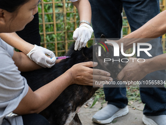 Volunteers of Pet Love Foundation administrate the Anti-Rabies Vaccine (ARV) to street dogs during a special campaign on the occasion of Wor...