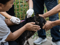 Volunteers of Pet Love Foundation administrate the Anti-Rabies Vaccine (ARV) to street dogs during a special campaign on the occasion of Wor...