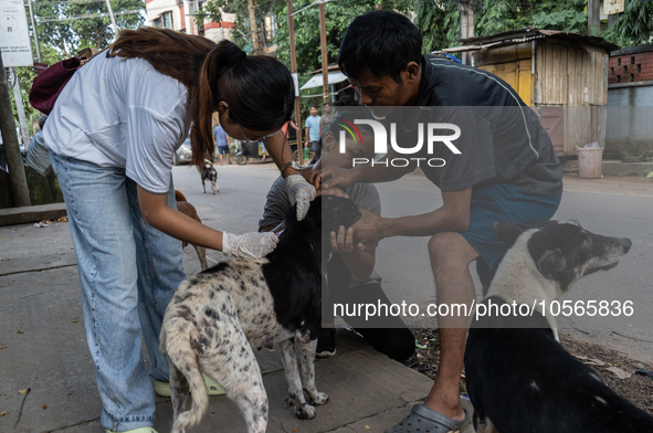 Volunteers of Pet Love Foundation administrate the Anti-Rabies Vaccine (ARV) to street dogs during a special campaign on the occasion of Wor...